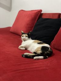 pet