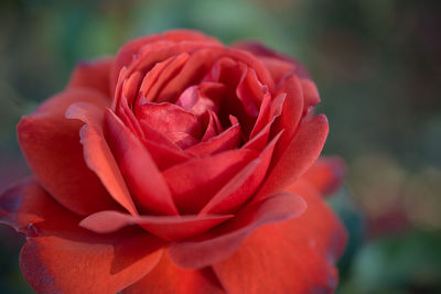 Close-up of red rose