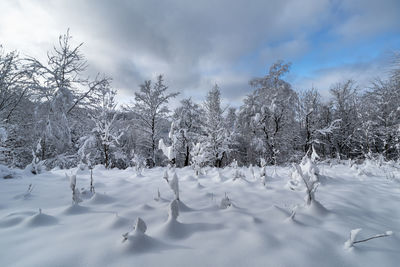 Low angle view of bare tree against sky