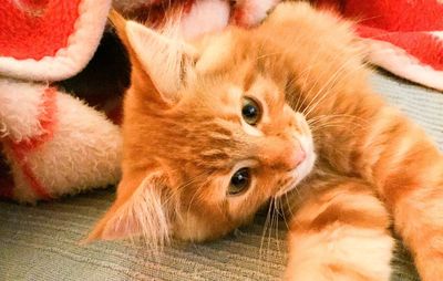 Close-up portrait of ginger cat lying