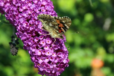 Close-up of butterfly pollinating on purple flower