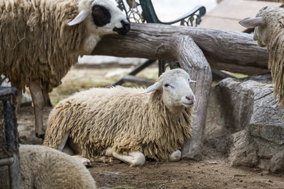 Sheep standing in a field