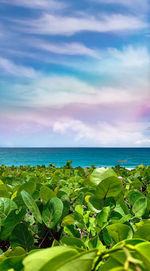 Plants growing on beach against sky