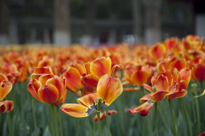 Close-up of orange flowers blooming outdoors