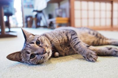 Close-up portrait of cat relaxing at home