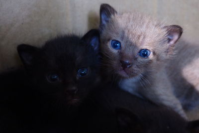 Close-up portrait of kitten
