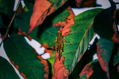 Close-up of insect on leaves