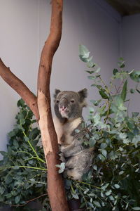 Close-up of koala sitting on plant