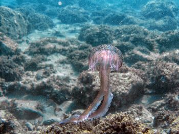 Fish swimming in sea