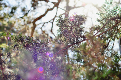 Close-up of flower tree against sky