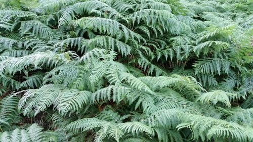 Full frame shot of green leaves