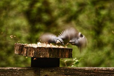Close-up of bird perching on wood