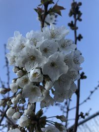 Low angle view of cherry blossoms against sky