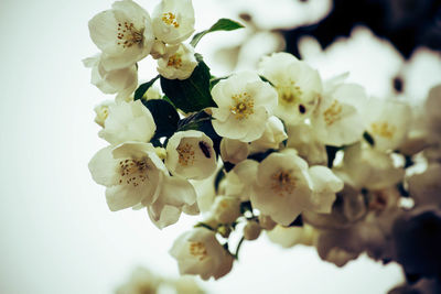 Close-up of white cherry blossom tree