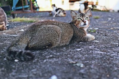 Portrait of a cat resting