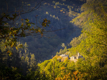 Trees and houses on mountain during autumn