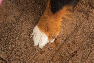 High angle view of a dog