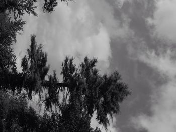 Low angle view of silhouette trees against sky