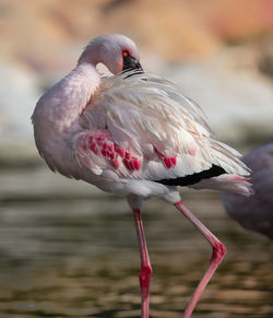 A bird - or a bird - flamingo in water