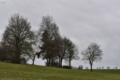 Trees on field against sky