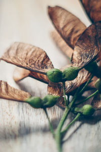 Close-up of food on table