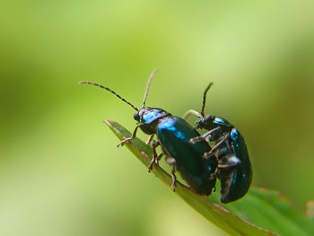 Close-up of insect on plant