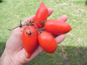 Close-up of hand holding tomatoes