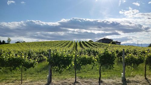 Scenic view of vineyard against sky