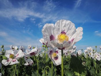 Close-up of white flowers blooming against blue sky