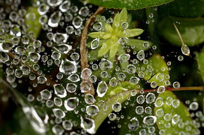 Close up of water drops on leaf