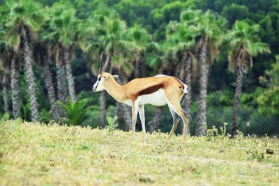 Antilope on field in forest