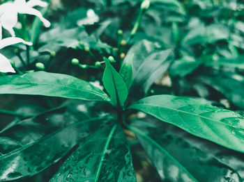 Close-up of green leaves