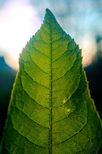 Close-up of green leaves