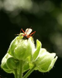 Close-up of insect on plant