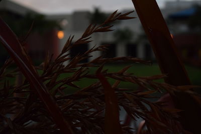 Close-up of plants growing on field during sunset