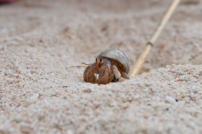 Close-up of shell on sand