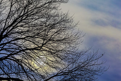 Low angle view of bare tree against sky