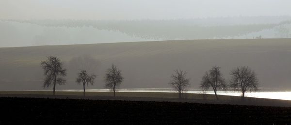 Trees on field against sky