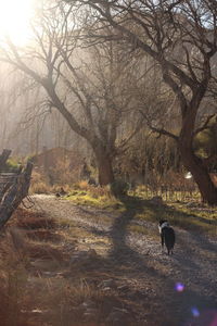 View of a dog on a tree