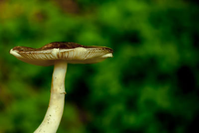 Close-up of mushroom