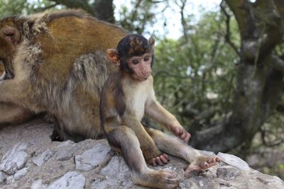 Close-up of monkey at gibraltar rock