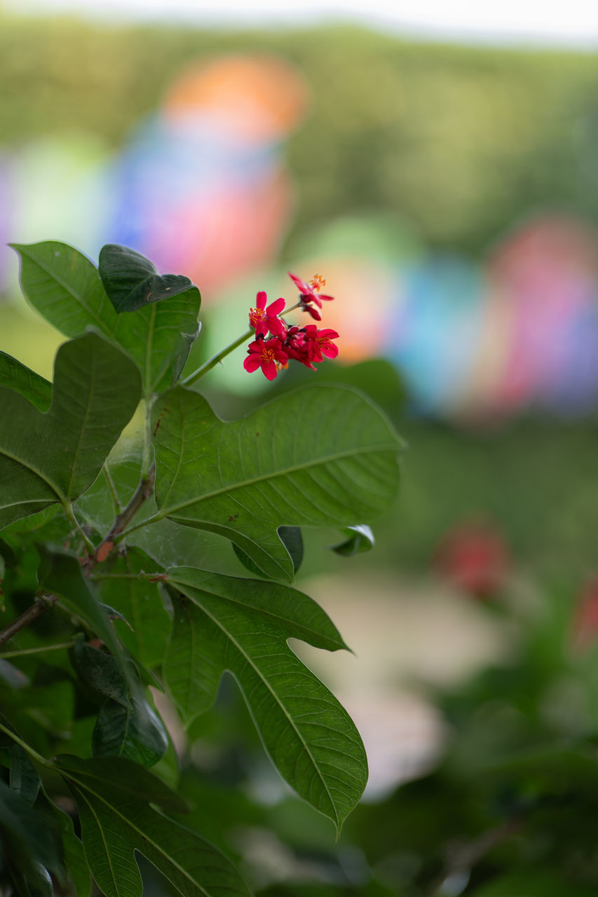 plant part, leaf, plant, green, flower, nature, red, flowering plant, beauty in nature, freshness, close-up, blossom, fruit, no people, focus on foreground, food, branch, food and drink, outdoors, growth, produce, shrub, macro photography, tree, day, summer, berry, healthy eating, animal, animal themes, insect, environment, selective focus, fragility, animal wildlife