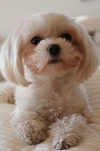 Close-up portrait of dog relaxing at home