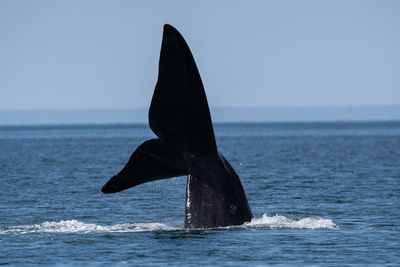 View of horse in sea