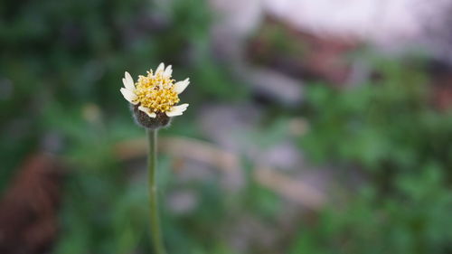 Close-up of yellow flowering plant