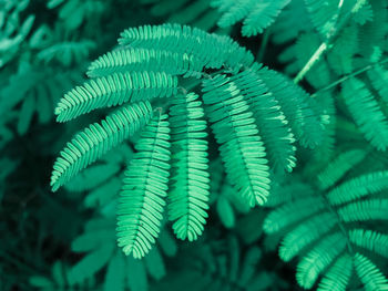 Close-up of green leaves