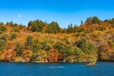 Trees by plants during autumn against sky