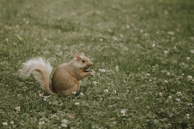 Squirrel on grassy field