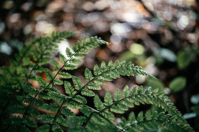 Green fern leaves in the forest natural background