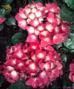 High angle view of pink flowering plant